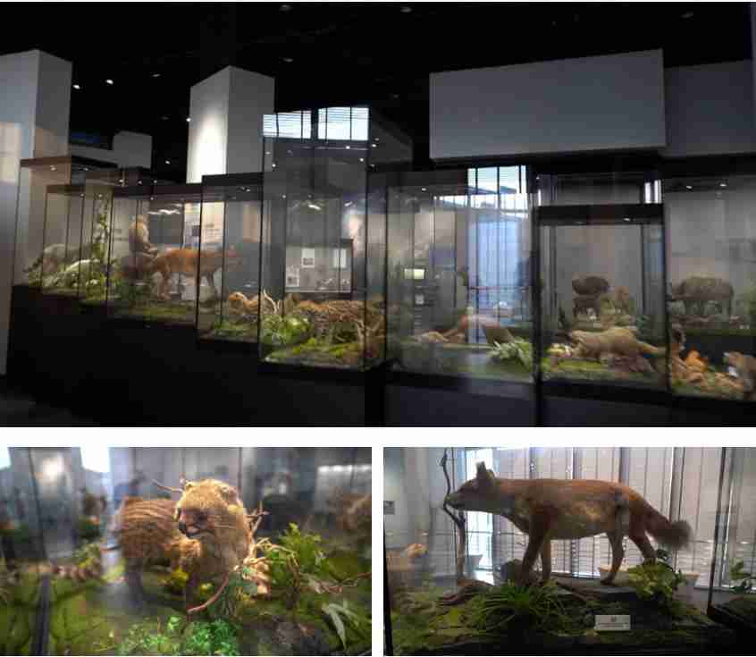 博物館陳列展柜計