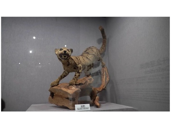 現代的博物館設計理念和設計構思有哪些內容？